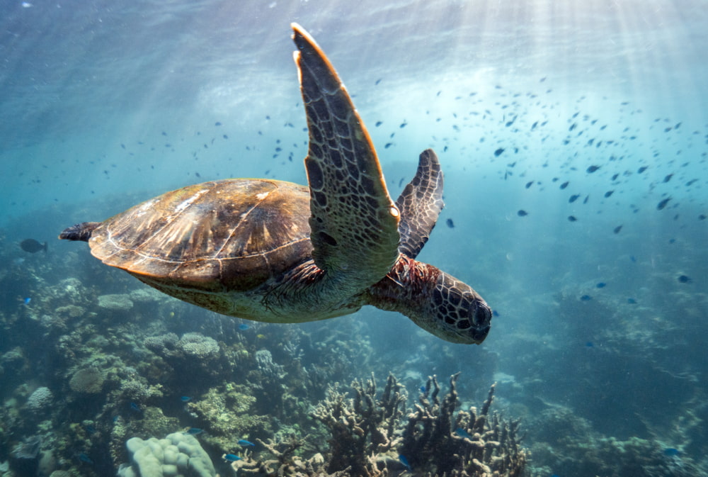 Ningaloo Turtle Swim